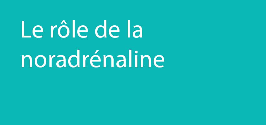 Quel est le rôle de la noradrénaline ?