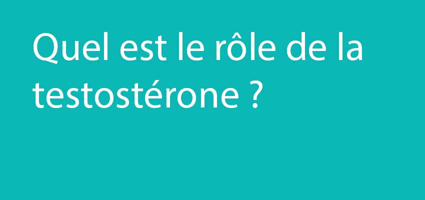 Quel est le rôle de la testostérone ?