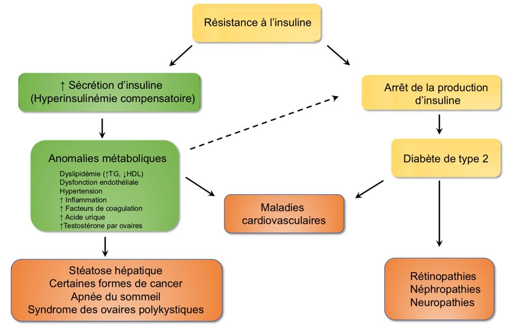 Prise de poids et résistance à l'insuline