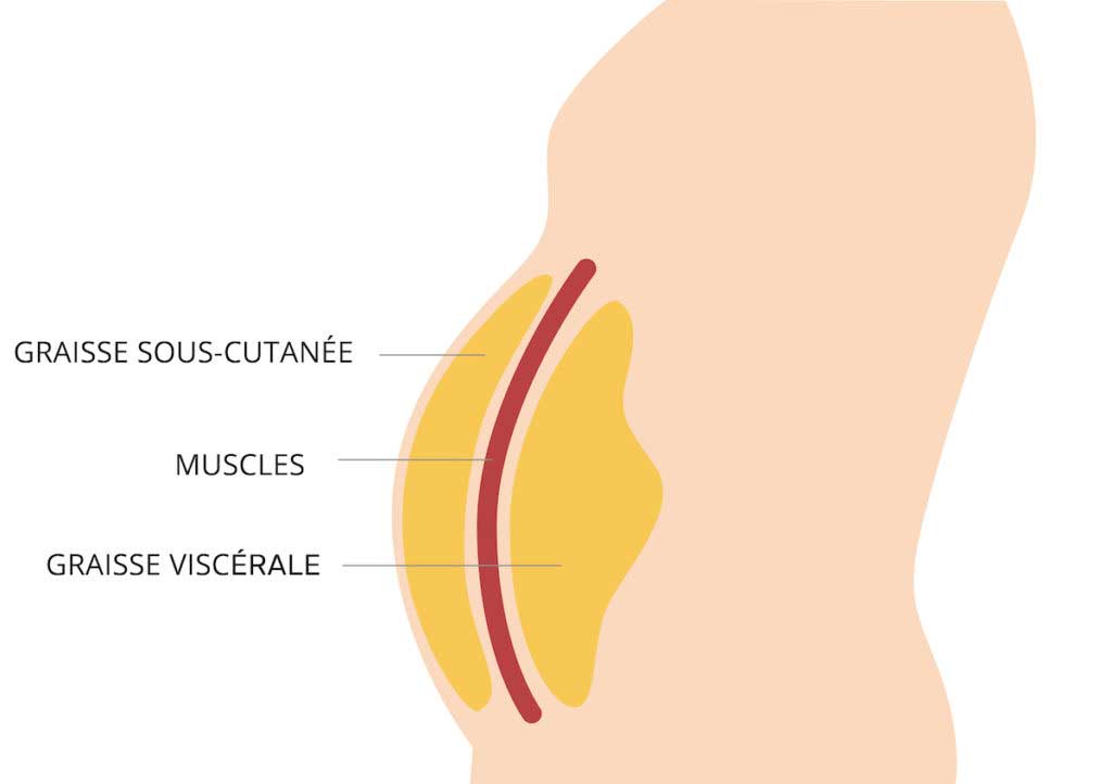 Les graisses viscérales : cachées mais dangereuses